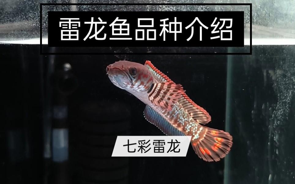 七彩雷龍魚(yú)好養(yǎng)嗎，七彩雷龍魚(yú)養(yǎng)護(hù)指南，新手適養(yǎng)性與飼養(yǎng)要點(diǎn)詳解