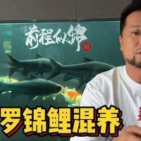 吉羅魚混養最佳6種魚，吉羅魚理想混養組合，最適合與之共處的6種