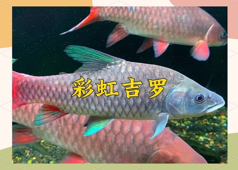 吉羅魚混養最佳6種魚，吉羅魚理想混養組合，最適合與之共處的6種