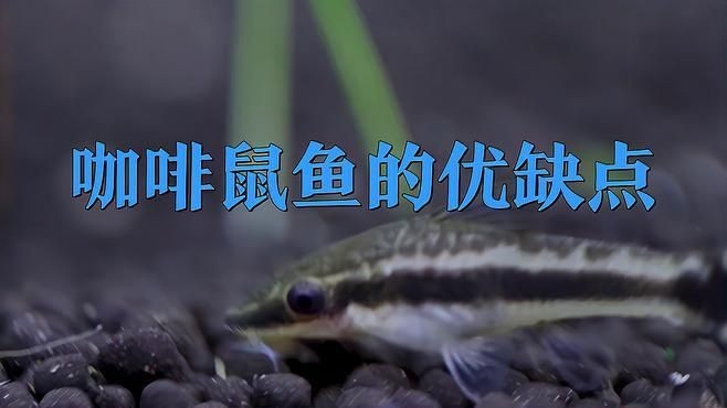 咖啡鼠為什么不建議養，揭秘咖啡鼠，這些隱藏風險讓你不敢輕易飼養！