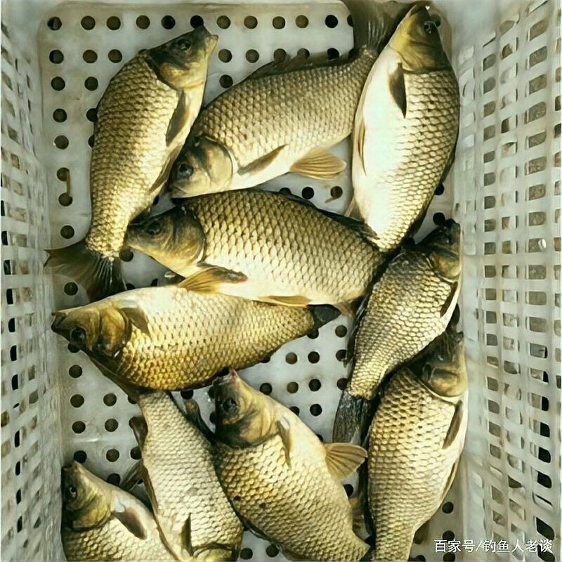 如何預防紅龍魚眼睛疾病，如何預防紅龍魚眼睛疾病？ 如何預防紅龍魚眼睛疾病，如何預防紅龍魚眼睛疾病？ 龍魚百科 第2張