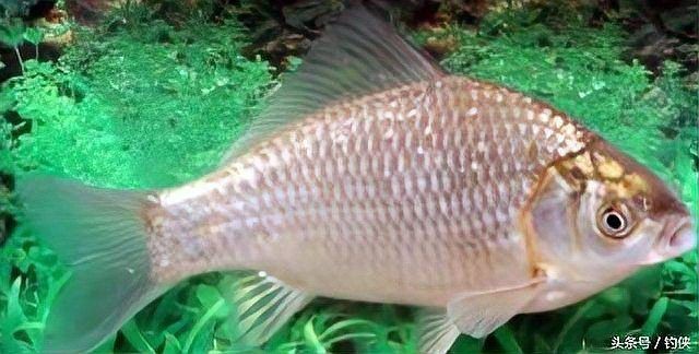 各種鯽魚種類及圖片，常見鯽魚品種大全，附高清實物圖鑒 各種鯽魚種類及圖片，常見鯽魚品種大全，附高清實物圖鑒 全國水族館企業名錄 第6張