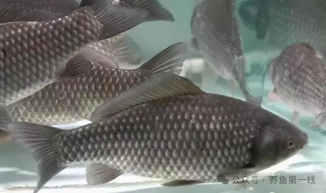 各種鯽魚種類及圖片，常見鯽魚品種大全，附高清實物圖鑒 各種鯽魚種類及圖片，常見鯽魚品種大全，附高清實物圖鑒 全國水族館企業名錄 第3張