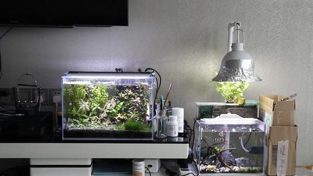吉印led水草燈能養草嗎，吉印LED水草燈實測，能否真正助力水草