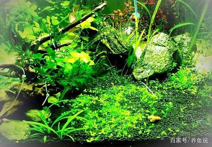 吉印led水草燈能養草嗎，吉印LED水草燈實測，能否真正助力水草