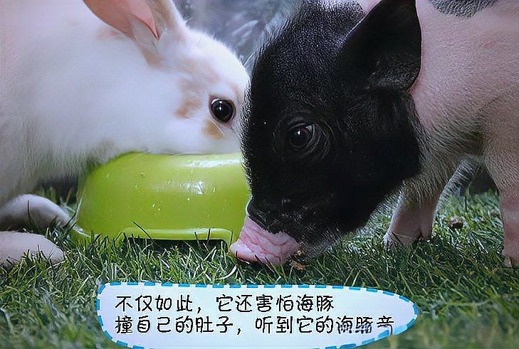 海豚打得過鯊魚嗎，海豚與鯊魚的生死對決，誰才是海洋 海豚打得過鯊魚嗎，海豚與鯊魚的生死對決，誰才是海洋 龍魚論壇 第10張