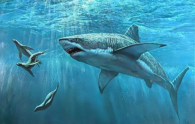 海豚打得過鯊魚嗎，海豚與鯊魚的生死對決，誰才是海洋 海豚打得過鯊魚嗎，海豚與鯊魚的生死對決，誰才是海洋 龍魚論壇 第4張