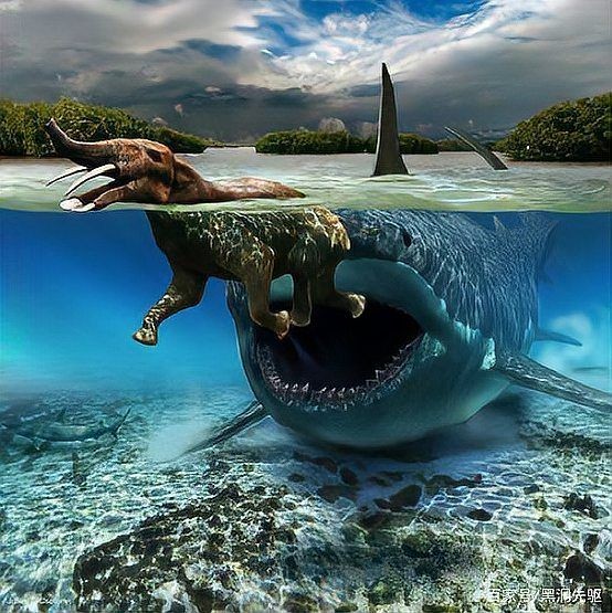 海豚打得過鯊魚嗎，海豚與鯊魚的生死對決，誰才是海洋 海豚打得過鯊魚嗎，海豚與鯊魚的生死對決，誰才是海洋 龍魚論壇 第28張