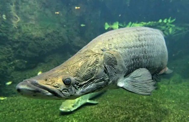 巨骨舌魚有毒嗎，揭秘巨骨舌魚，其體內究竟是否