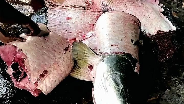 巨骨舌魚有毒嗎，揭秘巨骨舌魚，其體內究竟是否