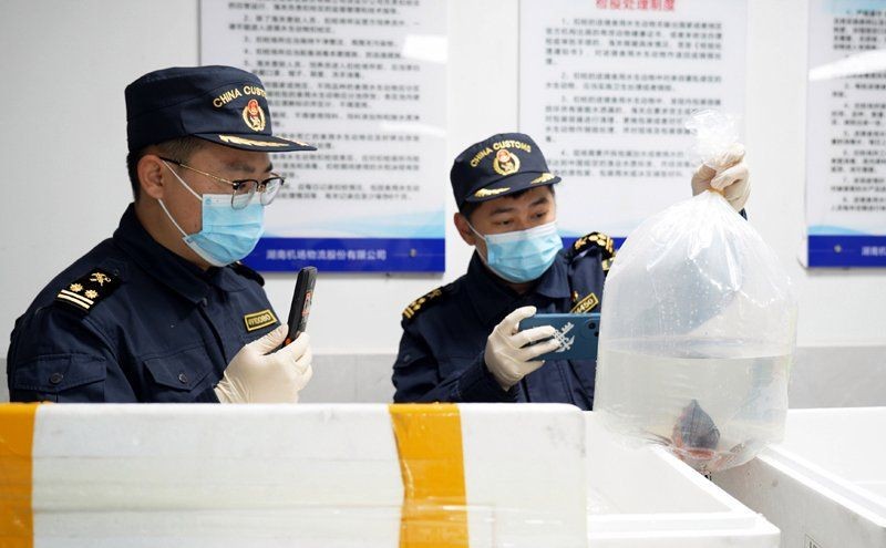 國外的觀賞魚怎么進口到國內，如何將國外觀賞魚合法進口至 國外的觀賞魚怎么進口到國內，如何將國外觀賞魚合法進口至 全國水族館企業名錄 第5張