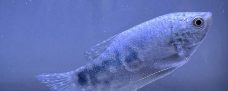 曼龍魚為什么不建議養，揭秘曼龍魚飼養隱患，為何資深 曼龍魚為什么不建議養，揭秘曼龍魚飼養隱患，為何資深 龍魚百科 第21張