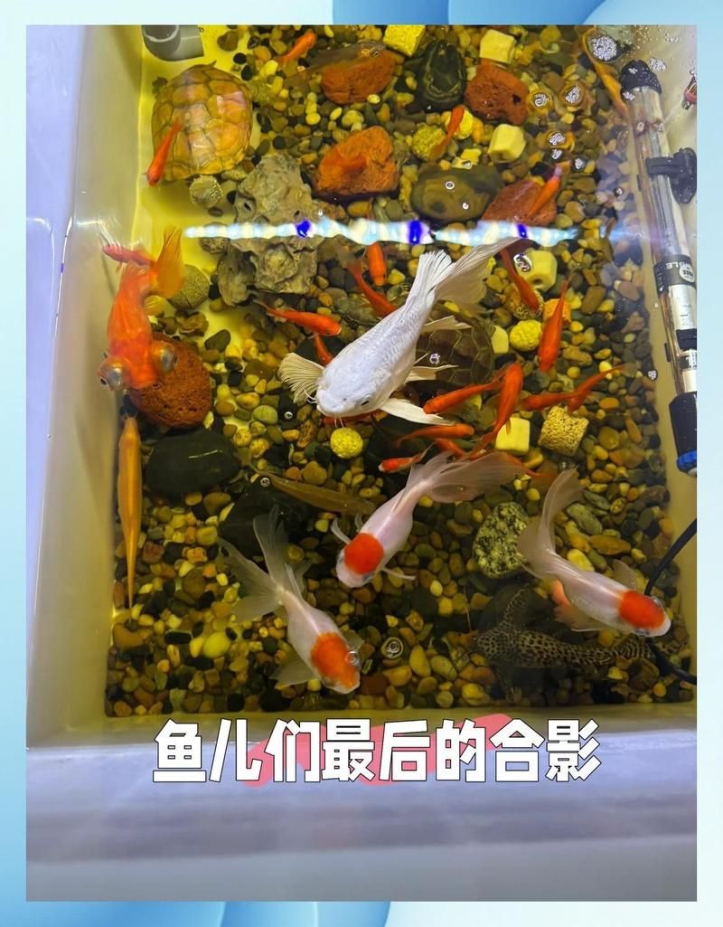 剛買的蝴蝶鯉一天就死了，驚！剛入手的蝴蝶鯉竟一日暴斃