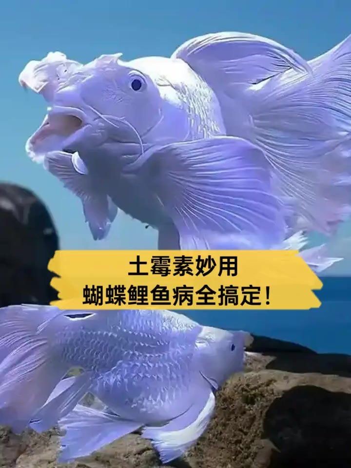 剛買的蝴蝶鯉一天就死了，驚！剛入手的蝴蝶鯉竟一日暴斃