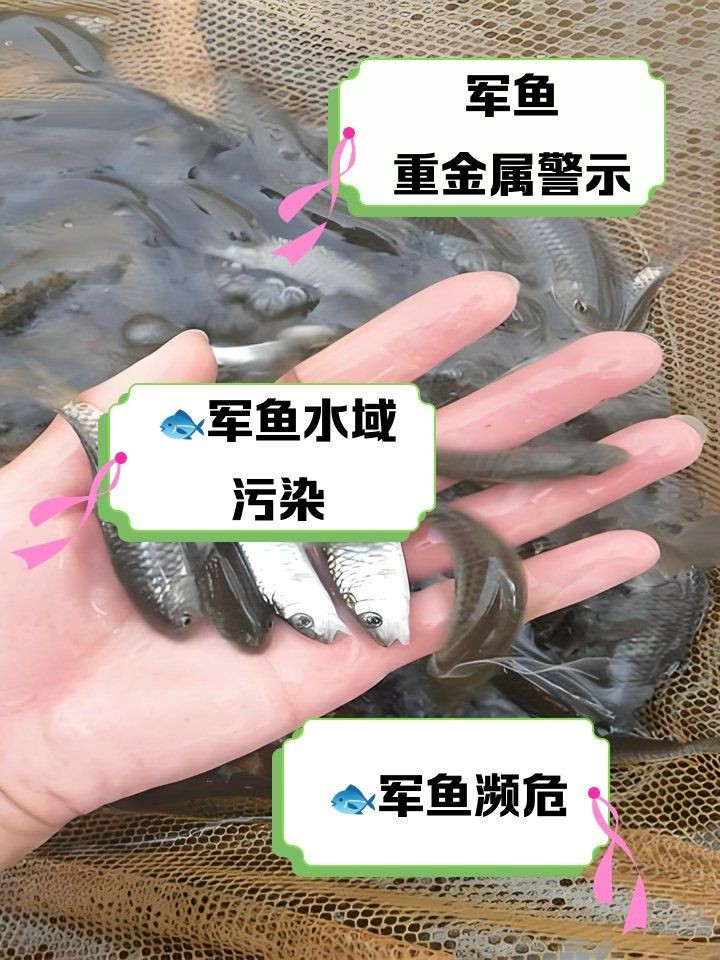 軍魚為何不能隨便吃，揭秘軍魚背后的食用禁忌，為何不能