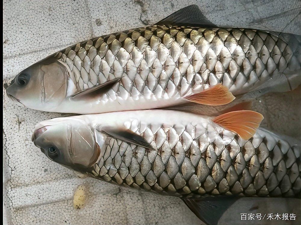 軍魚為何不能隨便吃，揭秘軍魚背后的食用禁忌，為何不能