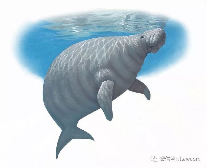 海牛滅絕了嗎，探尋真相，海牛
