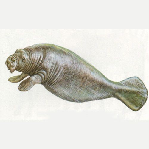 海牛滅絕了嗎，探尋真相，海牛