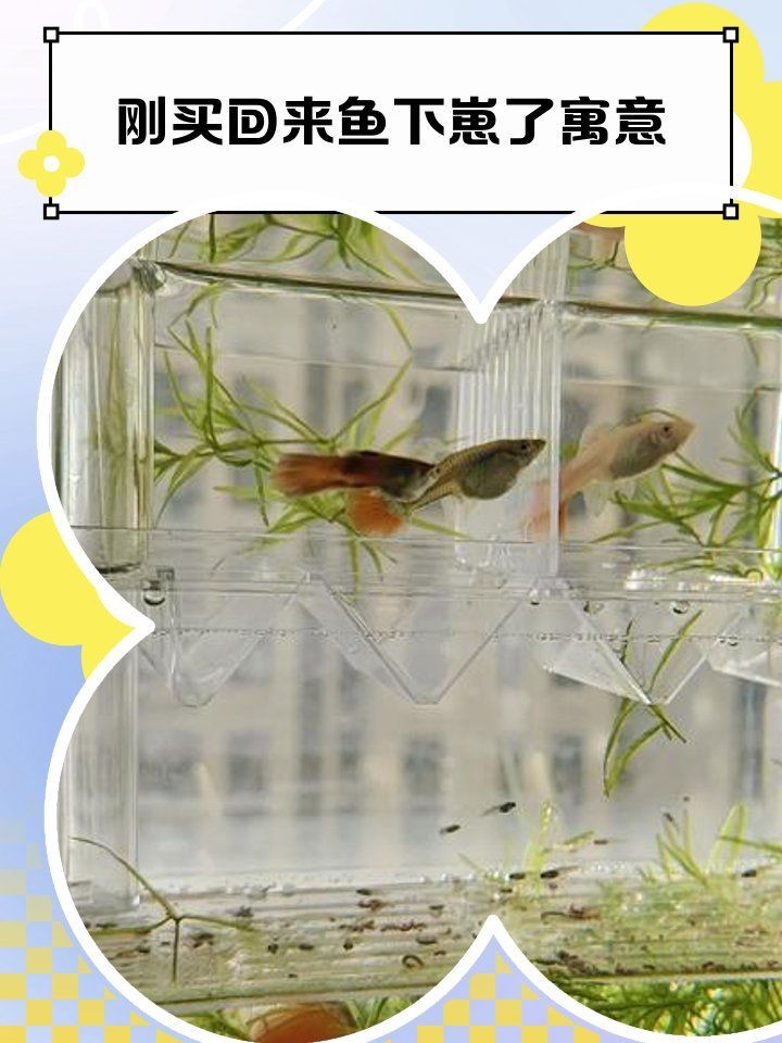 家中魚生小魚風水寓意，家中魚生小魚，風水吉兆，暗藏旺宅
