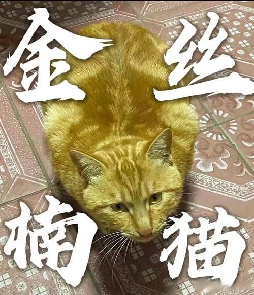 金絲貓長什么樣子，揭秘金絲貓獨特外形，從毛發到五官的萌態 金絲貓長什么樣子，揭秘金絲貓獨特外形，從毛發到五官的萌態 龍魚百科 第10張