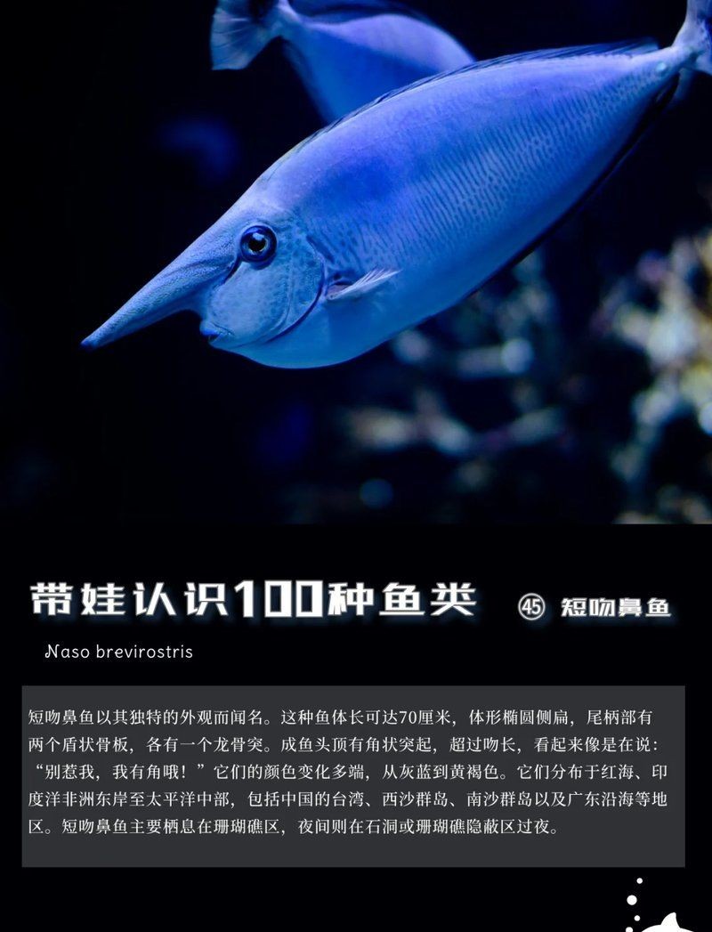 海魚鼻子長長的魚叫什么魚，揭秘長鼻特征！這種海洋魚類竟被稱為象鼻