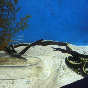 海魚鼻子長長的魚叫什么魚，揭秘長鼻特征！這種海洋魚類竟被稱為象鼻