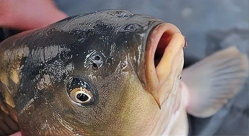 海魚鼻子長長的魚叫什么魚，揭秘長鼻特征！這種海洋魚類竟被稱為象鼻