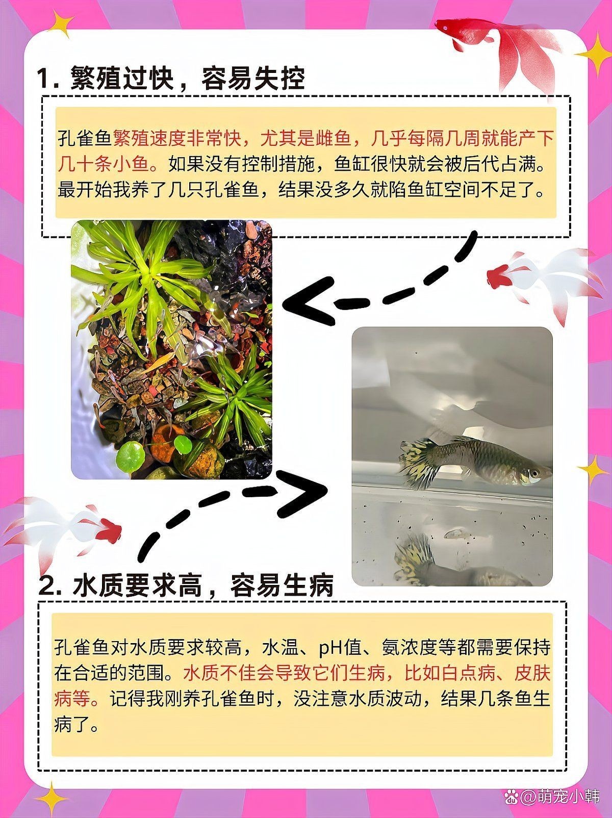 孔雀魚為什么不建議養，揭秘！孔雀魚看似好養實則暗藏隱患，這些