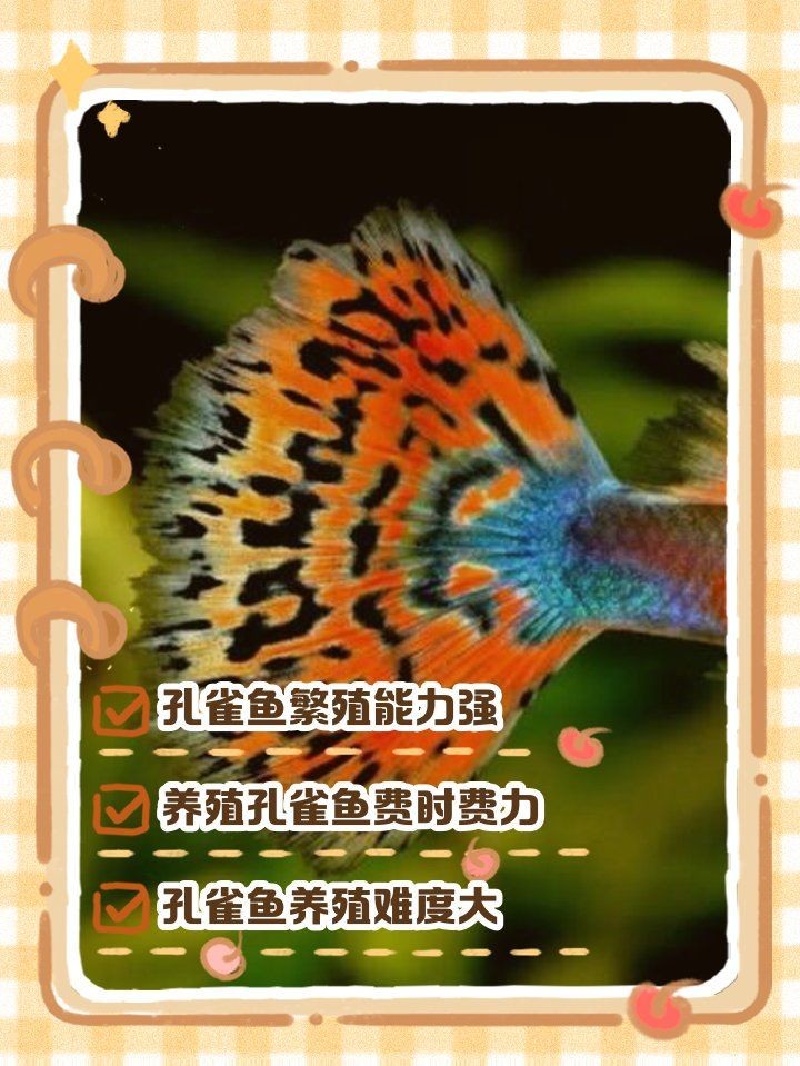 孔雀魚為什么不建議養，揭秘！孔雀魚看似好養實則暗藏隱患，這些