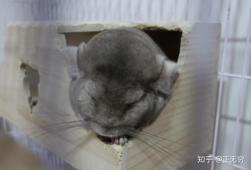 養龍貓的10個忠告，新手必知！養龍貓的