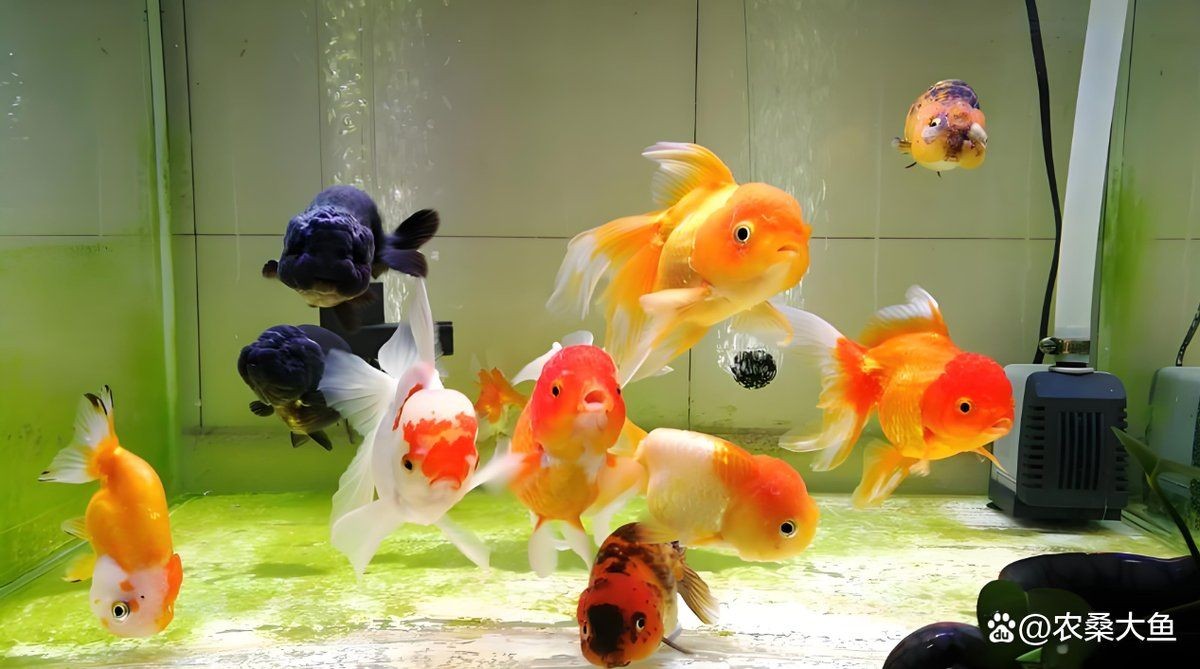哈密魚缸維護，哈密魚缸日常維護與水質管理全攻略