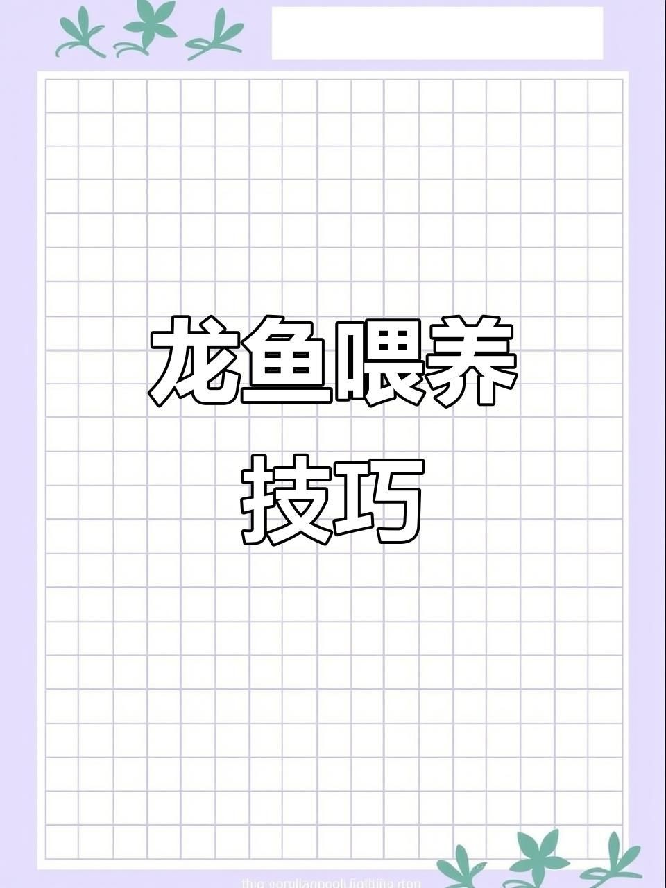 40公分龍魚多久喂一次，40公分龍魚科學喂食頻率與投喂量全