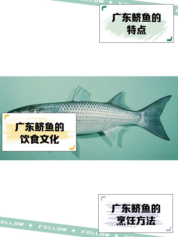廣東鱭魚，廣東鱭魚，品味嶺南水鄉 廣東鱭魚，廣東鱭魚，品味嶺南水鄉 龍魚論壇 第1張