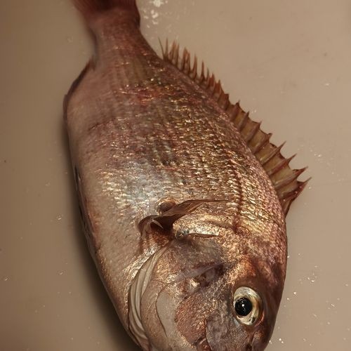 海魚類圖片，高清海洋魚類圖片大全，探索多彩水下世界的