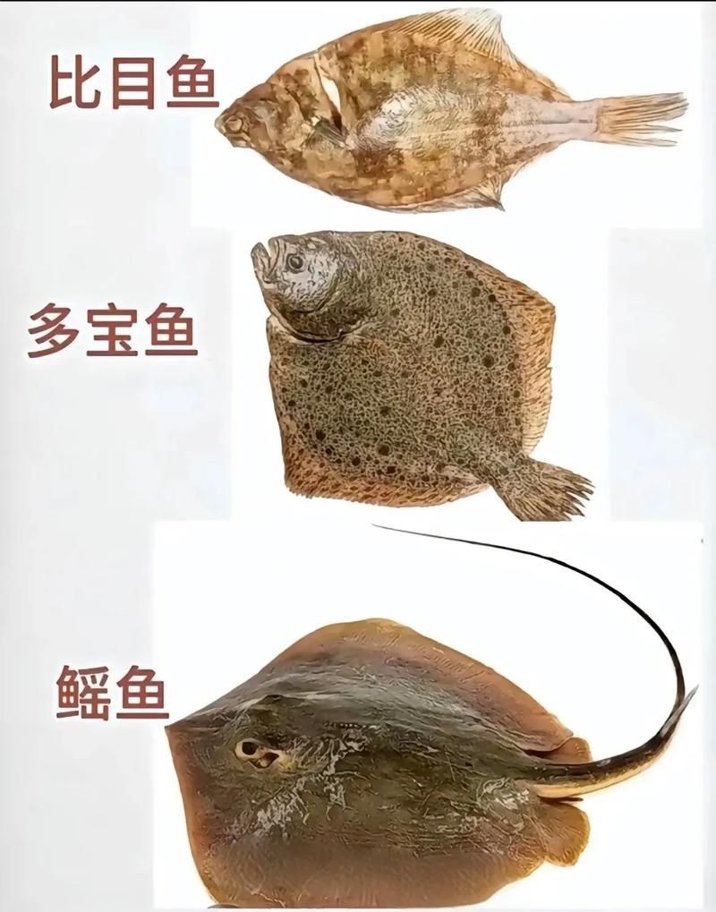 海魚類圖片，高清海洋魚類圖片大全，探索多彩水下世界的