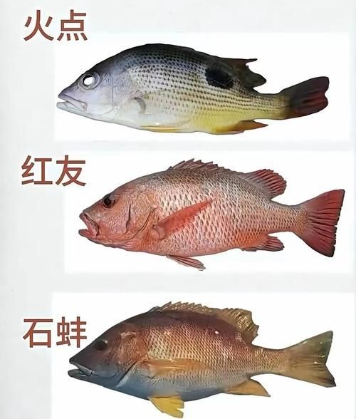 海魚類圖片，高清海洋魚類圖片大全，探索多彩水下世界的