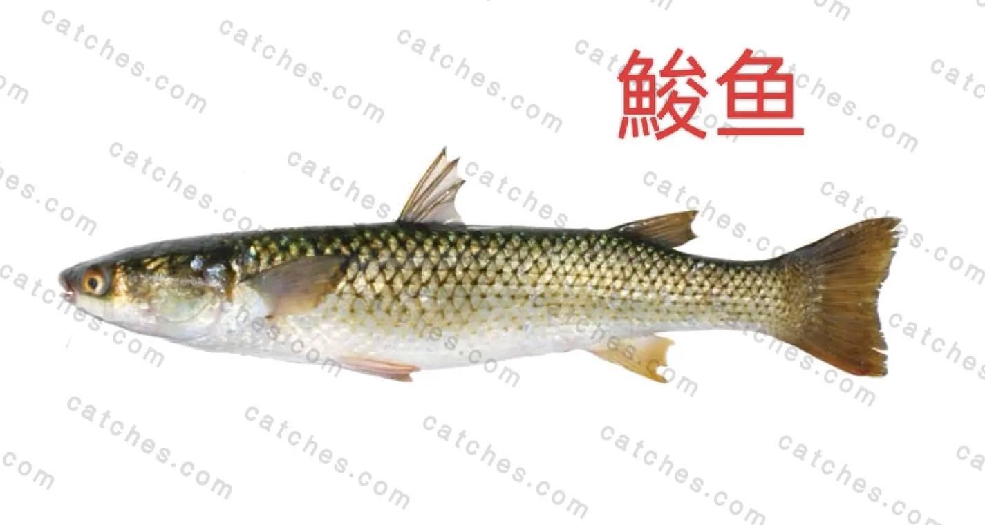 海魚類圖片，高清海洋魚類圖片大全，探索多彩水下世界的