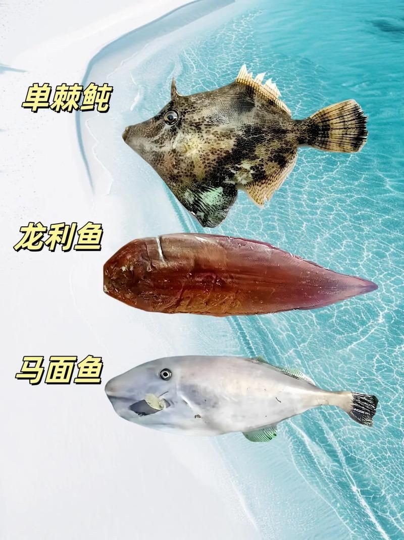 海魚類圖片，高清海洋魚類圖片大全，探索多彩水下世界的