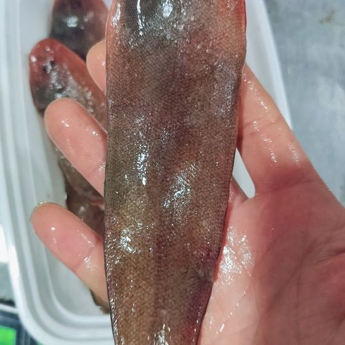 海魚類圖片，高清海洋魚類圖片大全，探索多彩水下世界的