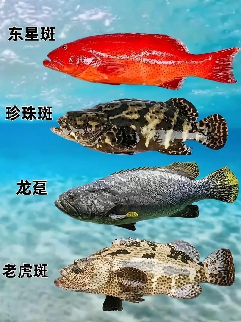 海魚類圖片，高清海洋魚類圖片大全，探索多彩水下世界的