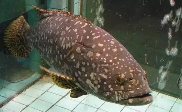 海魚類圖片，高清海洋魚類圖片大全，探索多彩水下世界的