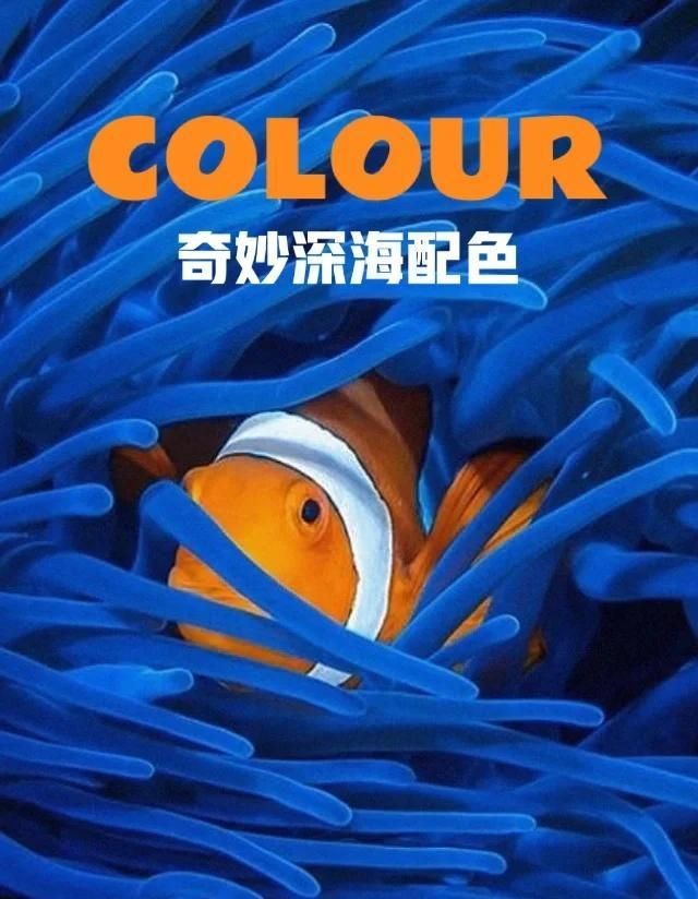 海魚類圖片，高清海洋魚類圖片大全，探索多彩水下世界的