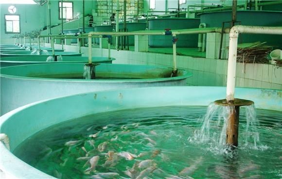 海象魚，探秘海洋奇觀，海象魚的奇妙生態與生存 海象魚，探秘海洋奇觀，海象魚的奇妙生態與生存 龍魚論壇 第8張