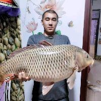 海象魚，探秘海洋奇觀，海象魚的奇妙生態與生存 海象魚，探秘海洋奇觀，海象魚的奇妙生態與生存 龍魚論壇 第4張