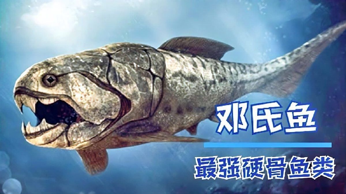 卡宴巨牙Vs紅斑牙魚，卡宴巨牙激戰紅斑牙魚，