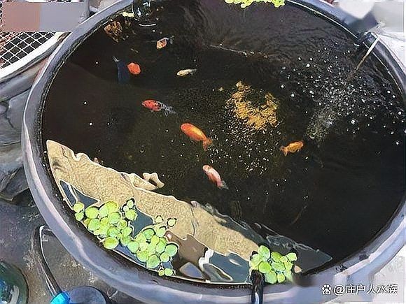 古法養魚一年不換水行嗎，揭秘古法養魚，真能實現全年免換水的生態奇跡 古法養魚一年不換水行嗎，揭秘古法養魚，真能實現全年免換水的生態奇跡 全國水族館企業名錄 第7張