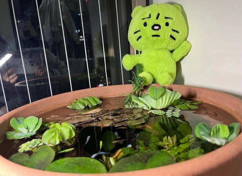 古法養魚一年不換水行嗎，揭秘古法養魚，真能實現全年免換水的生態奇跡 古法養魚一年不換水行嗎，揭秘古法養魚，真能實現全年免換水的生態奇跡 全國水族館企業名錄 第5張