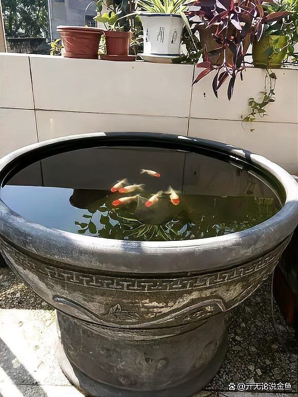 古法養魚一年不換水行嗎，揭秘古法養魚，真能實現全年免換水的生態奇跡 古法養魚一年不換水行嗎，揭秘古法養魚，真能實現全年免換水的生態奇跡 全國水族館企業名錄 第3張