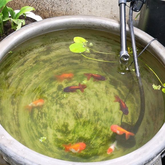 古法養魚一年不換水行嗎，揭秘古法養魚，真能實現全年免換水的生態奇跡 古法養魚一年不換水行嗎，揭秘古法養魚，真能實現全年免換水的生態奇跡 全國水族館企業名錄 第1張