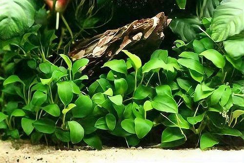 古法養魚一年不換水行嗎，揭秘古法養魚，真能實現全年免換水的生態奇跡 古法養魚一年不換水行嗎，揭秘古法養魚，真能實現全年免換水的生態奇跡 全國水族館企業名錄 第11張